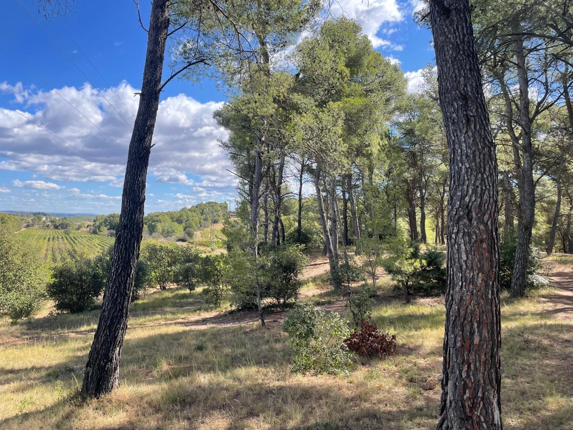 Serge Le Belge Sejour Lezignan-Corbieres